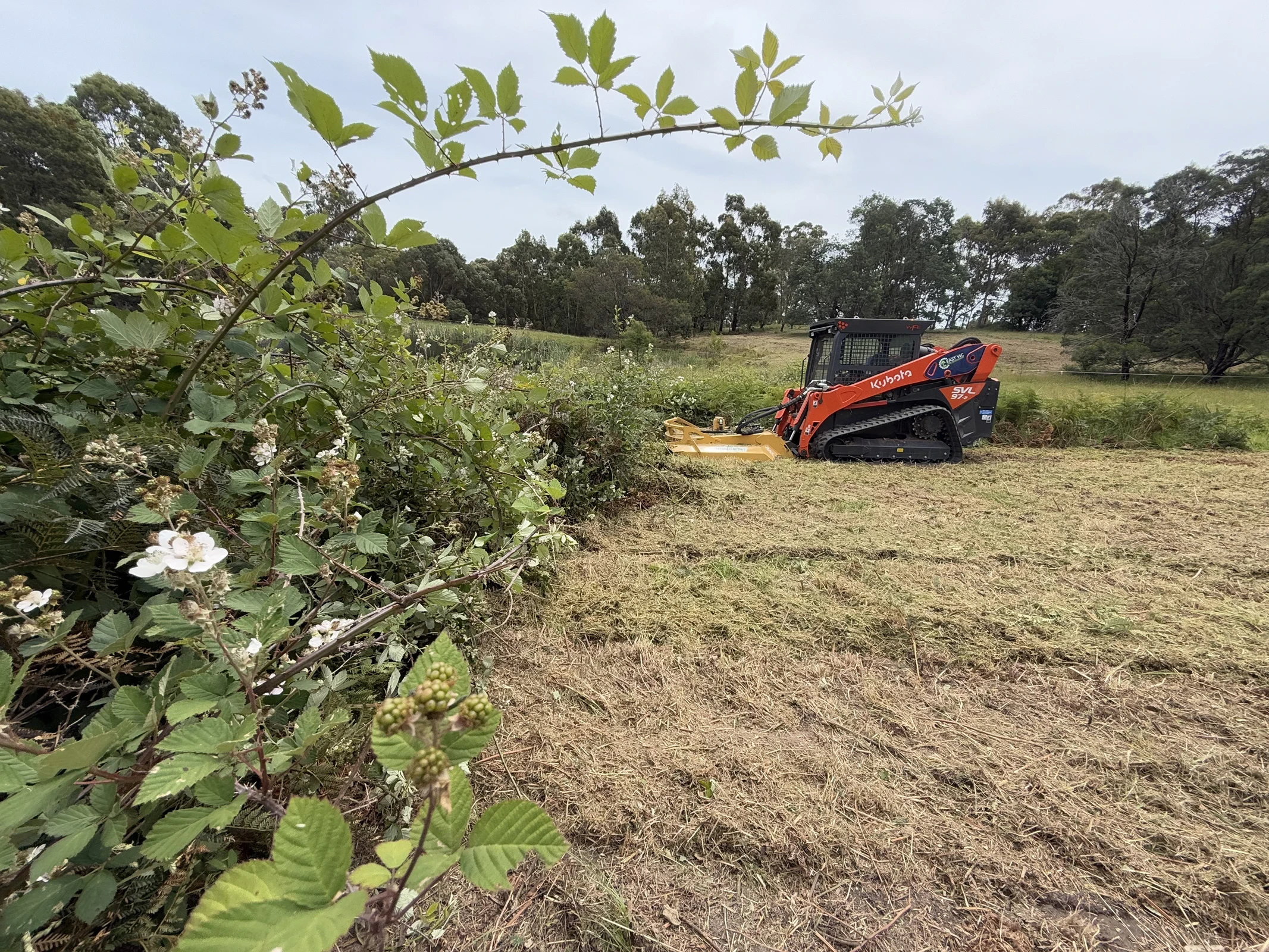 Professional slashing service for overgrown grass