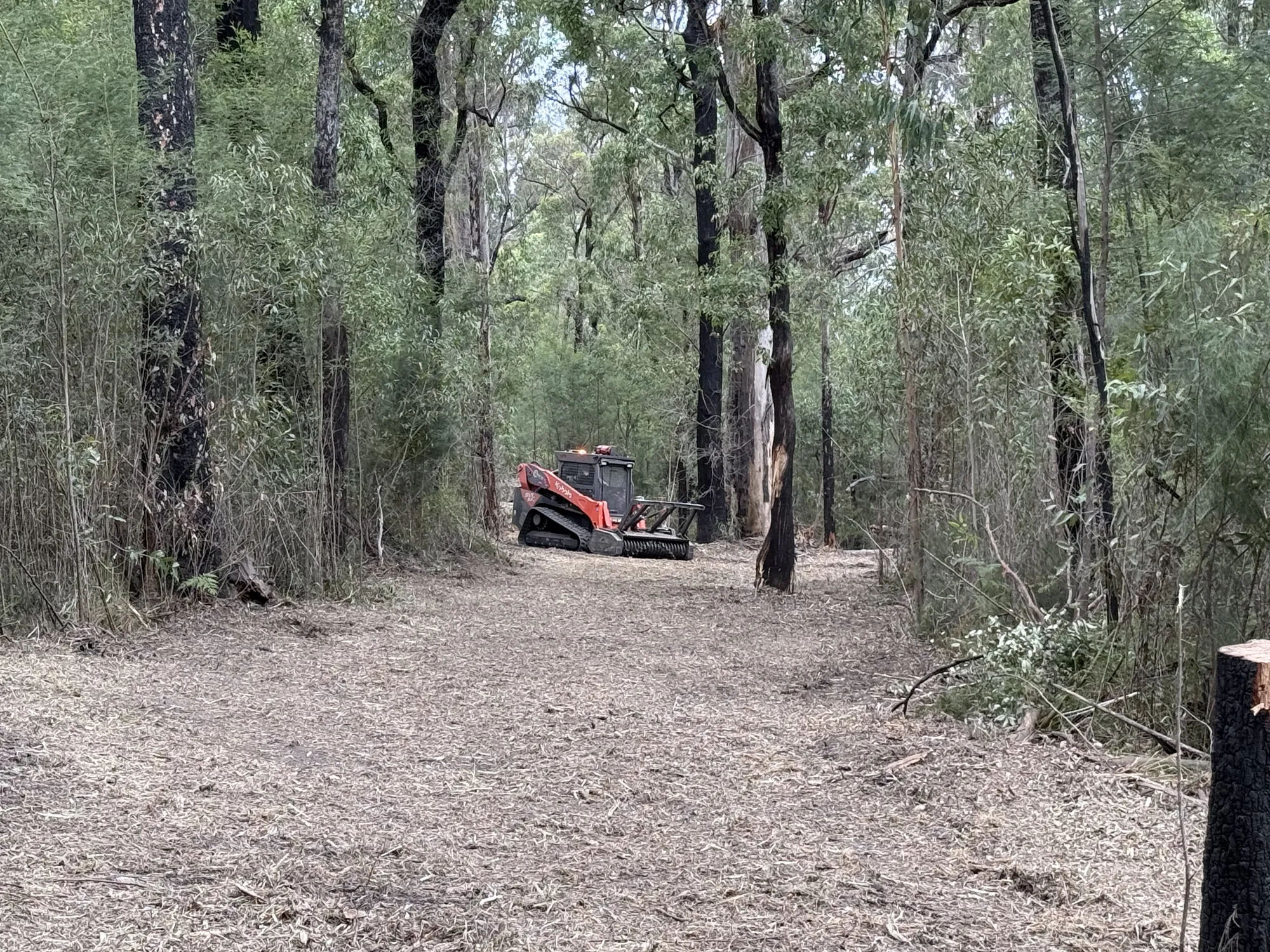 Professional tree removal service